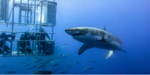 shark-Cage